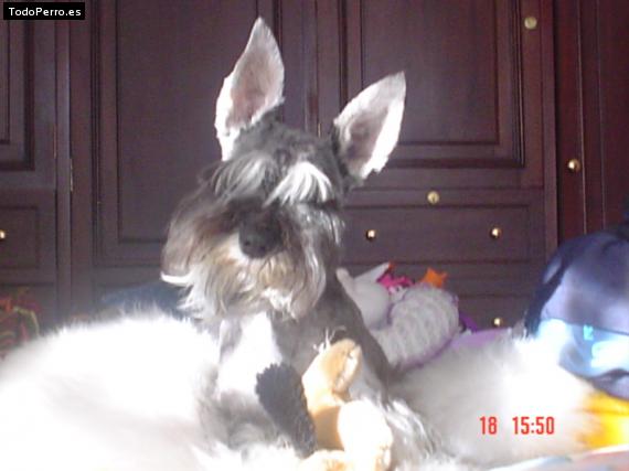 La foto del perro
