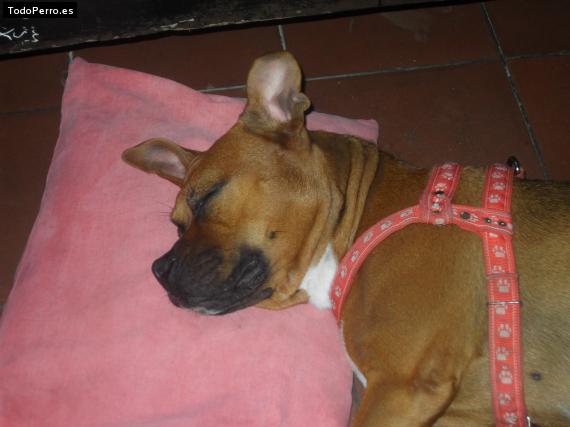 La foto del perro