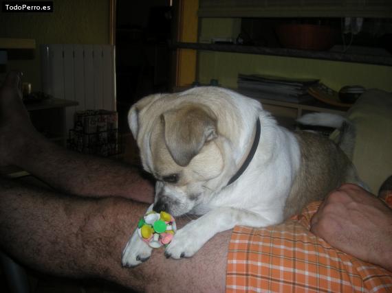 La foto del perro