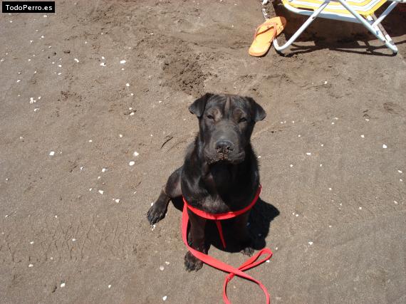 La foto del perro