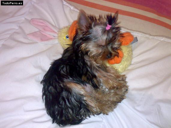 La foto del perro