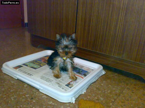 La foto del perro