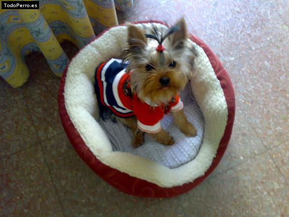 La foto del perro