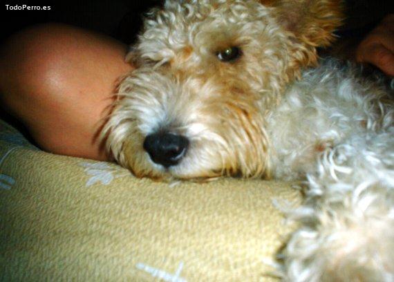 La foto del perro