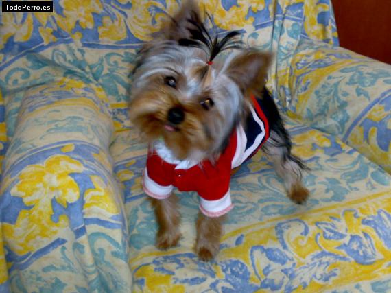 La foto del perro