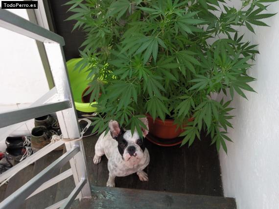 La foto del perro