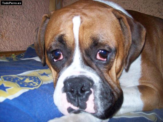 La foto del perro