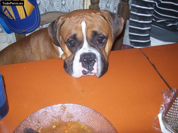 La foto del perro