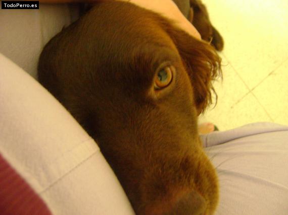 La foto del perro