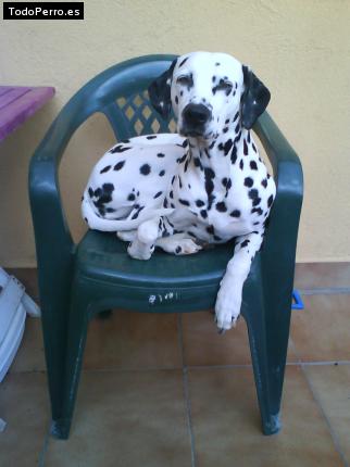 La foto del perro