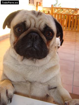 La foto del perro