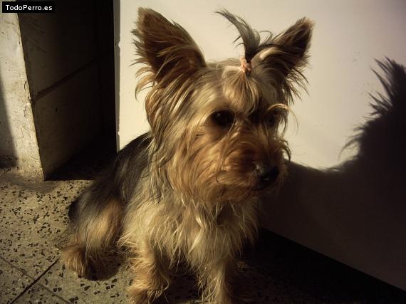 La foto del perro