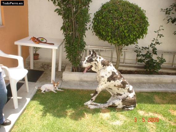 La foto del perro
