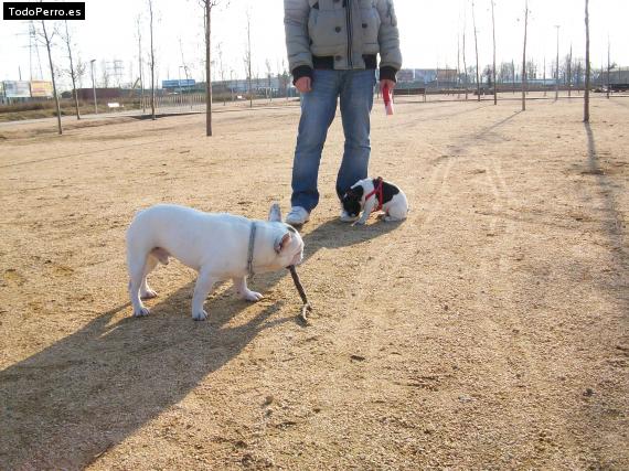 La foto del perro