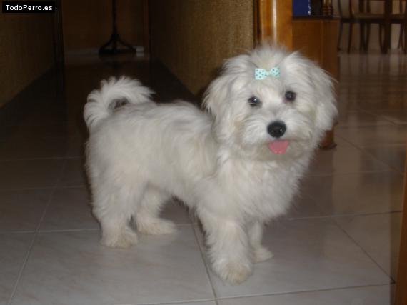 La foto del perro