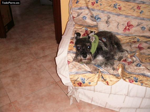 La foto del perro