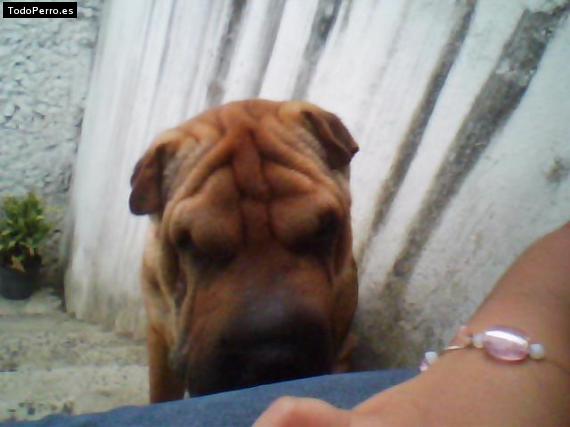 La foto del perro