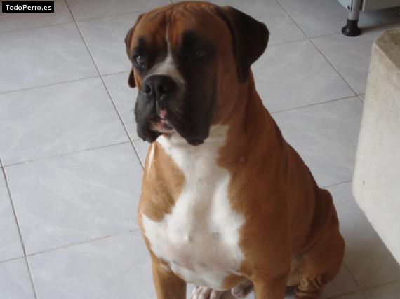 Foto del perro Roco