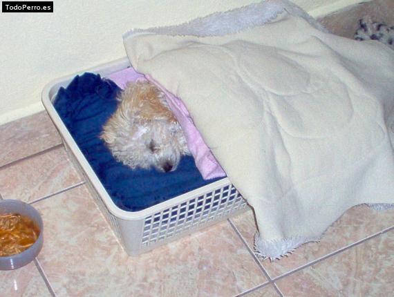 La foto del perro