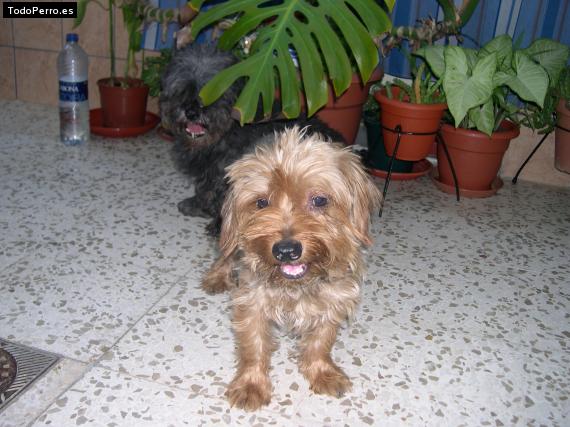 La foto del perro