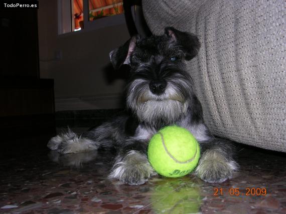 La foto del perro
