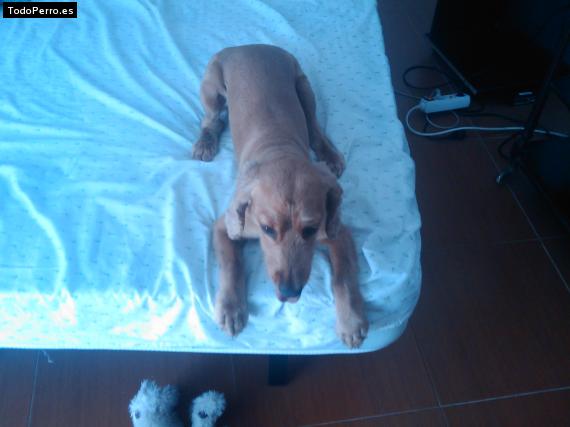La foto del perro