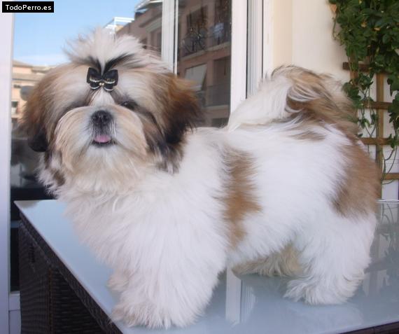 La foto del perro