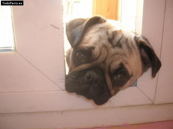 La foto del perro
