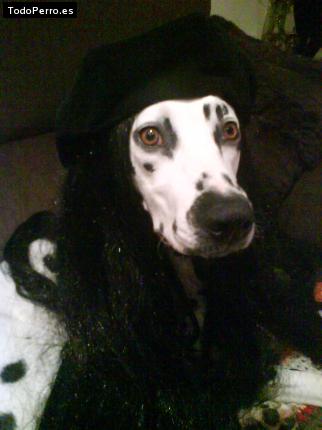 La foto del perro