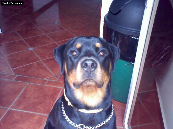 La foto del perro
