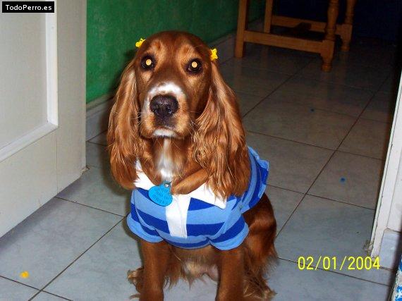 La foto del perro