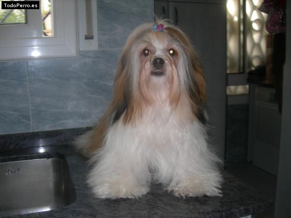 La foto del perro