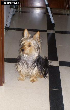 La foto del perro