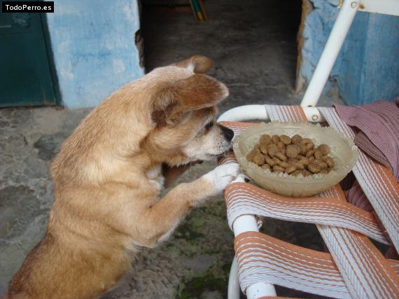 La foto del perro