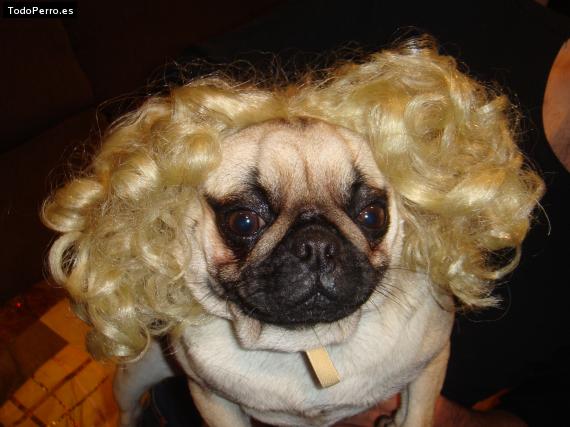La foto del perro