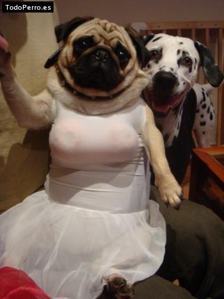 La foto del perro