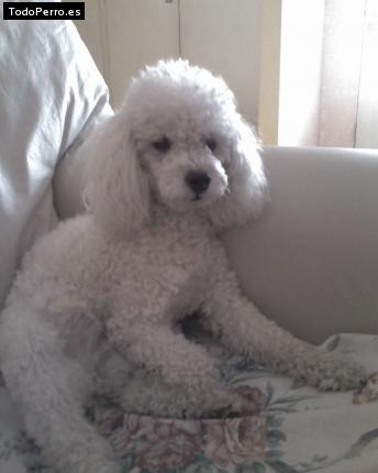 Foto del perro Cande