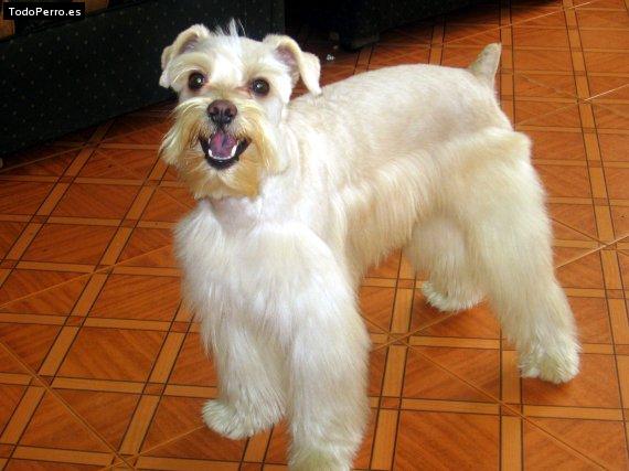 Foto del perro Toby