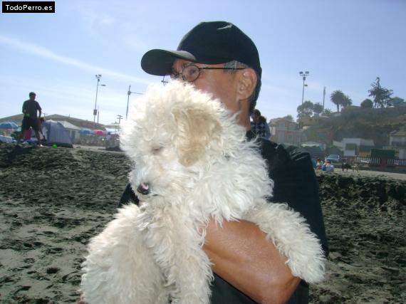 La foto del perro