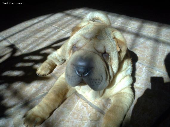 La foto del perro
