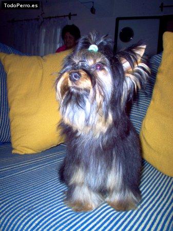 La foto del perro