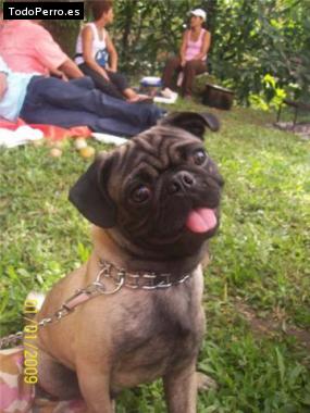 La foto del perro