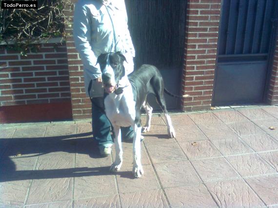 Foto del perro Sauron