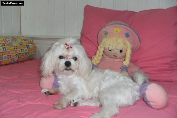 La foto del perro