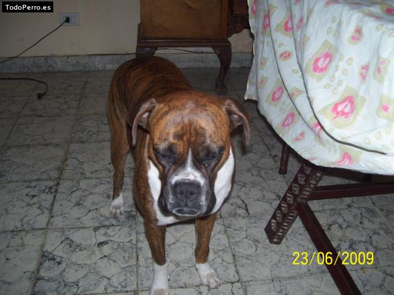 La foto del perro
