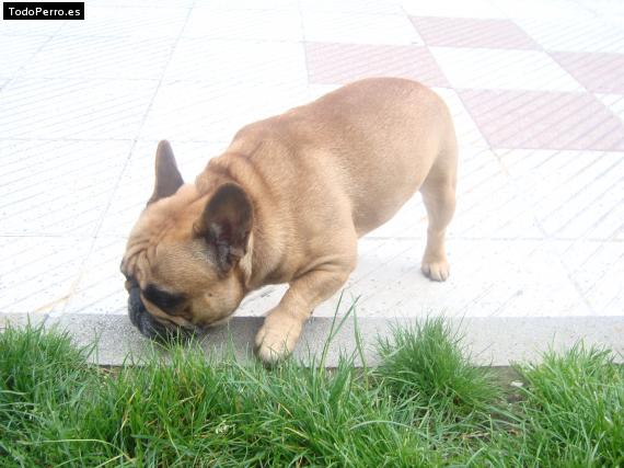 La foto del perro