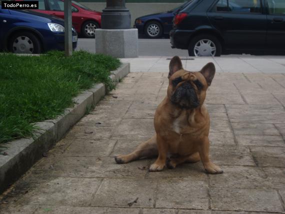 La foto del perro