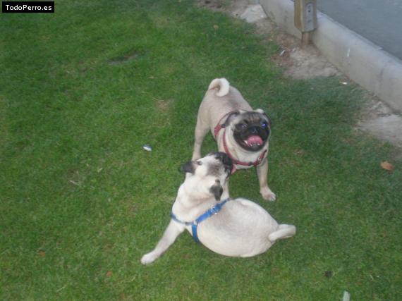 La foto del perro