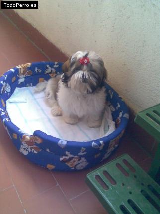 La foto del perro