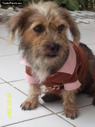 La foto del perro